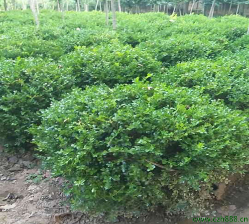 小葉黃楊如何移栽？ 小葉黃楊移栽要留心哪幾點？