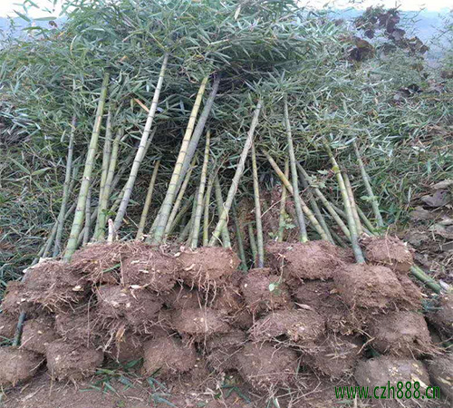 雷竹養(yǎng)植方法詳細介紹 雷竹養(yǎng)植要按時修剪