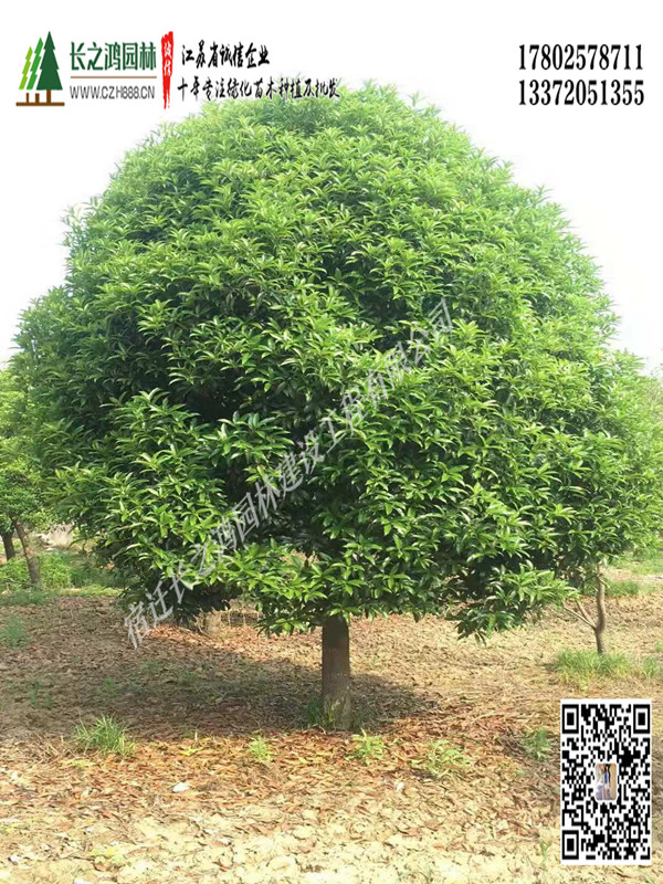 桂花還被稱為什么？ 桂花的外形特征