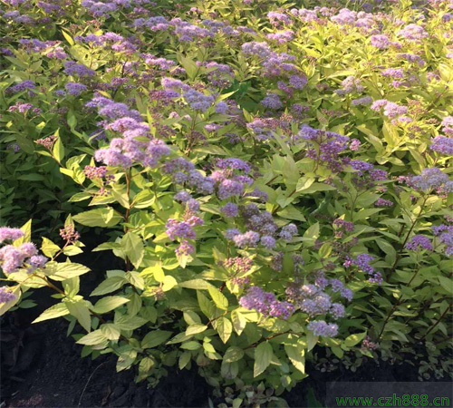 金焰繡線菊什么時(shí)間開(kāi)花？ 金焰繡線菊的開(kāi)花溫度