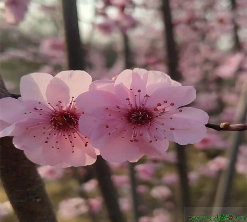 美人梅什么時間開花? 美人梅的維護