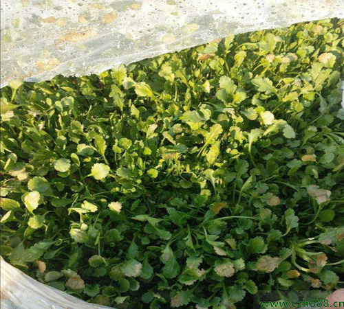 白晶菊的培育方法 白晶菊喜歡充足的陽光