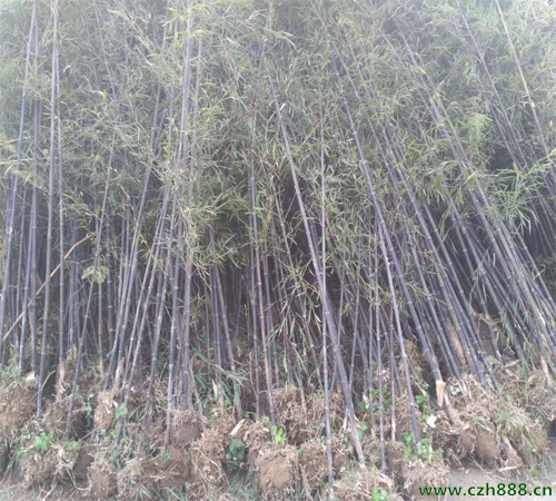 紫竹都有哪些病蟲害? 紫竹病蟲害防治