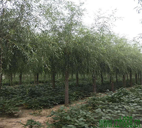 柳樹葉斑病的的防治 柳樹的病害防治