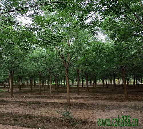國槐中槐蚜的防治方法 國槐病蟲害防治