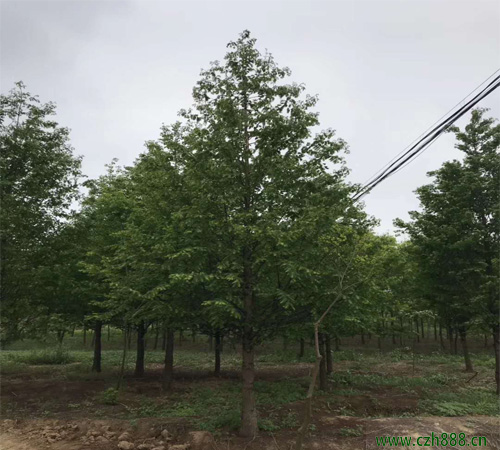 水杉赤枯病的防治方法 水杉有哪些常見病蟲害?
